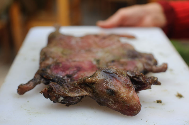 świnki morskie w Peru